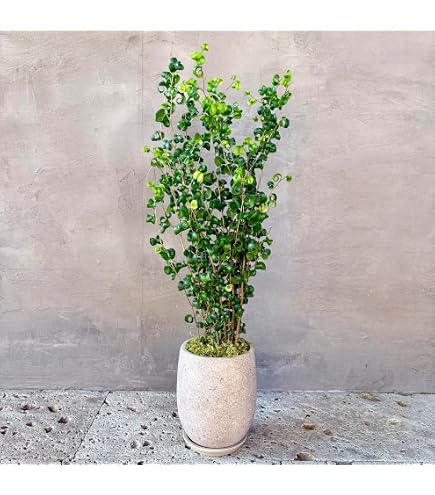 Amazon｜観葉植物室内用フィカスベンジャミナバロック ベンジャミン